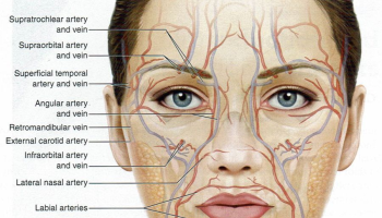 ACAM Head and Neck Anatomy Course